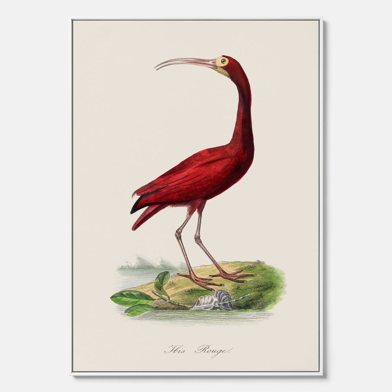 Canvastavla med en Röd ibis poster - Affisch och skolposter