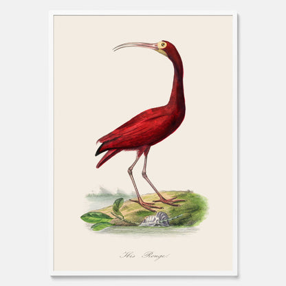 Tavla med en Röd ibis poster - Affisch och skolposter