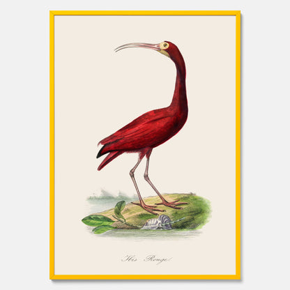 Tavla med en Röd ibis poster - Affisch och skolposter
