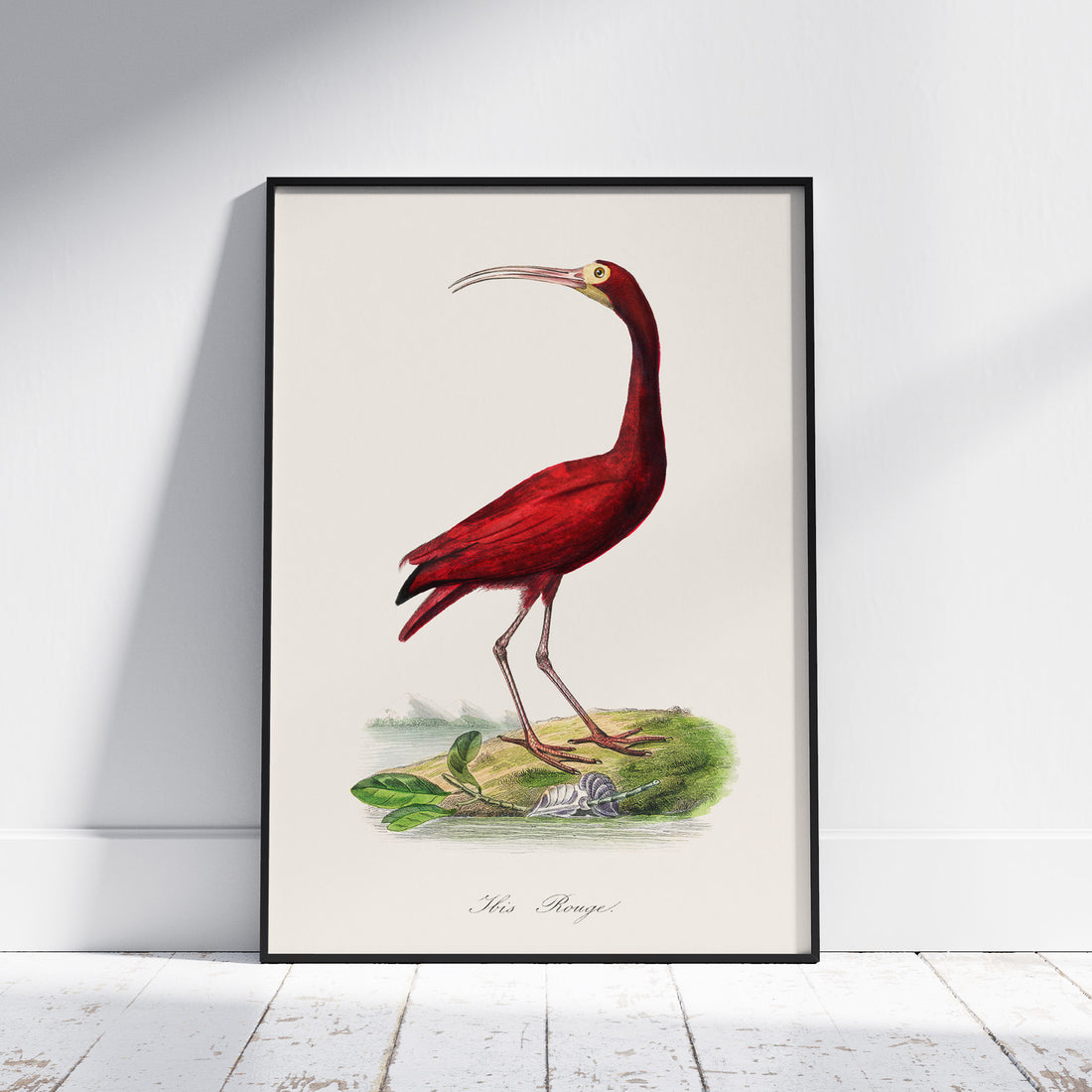 Tavla med en Röd ibis poster - Affisch och skolposter