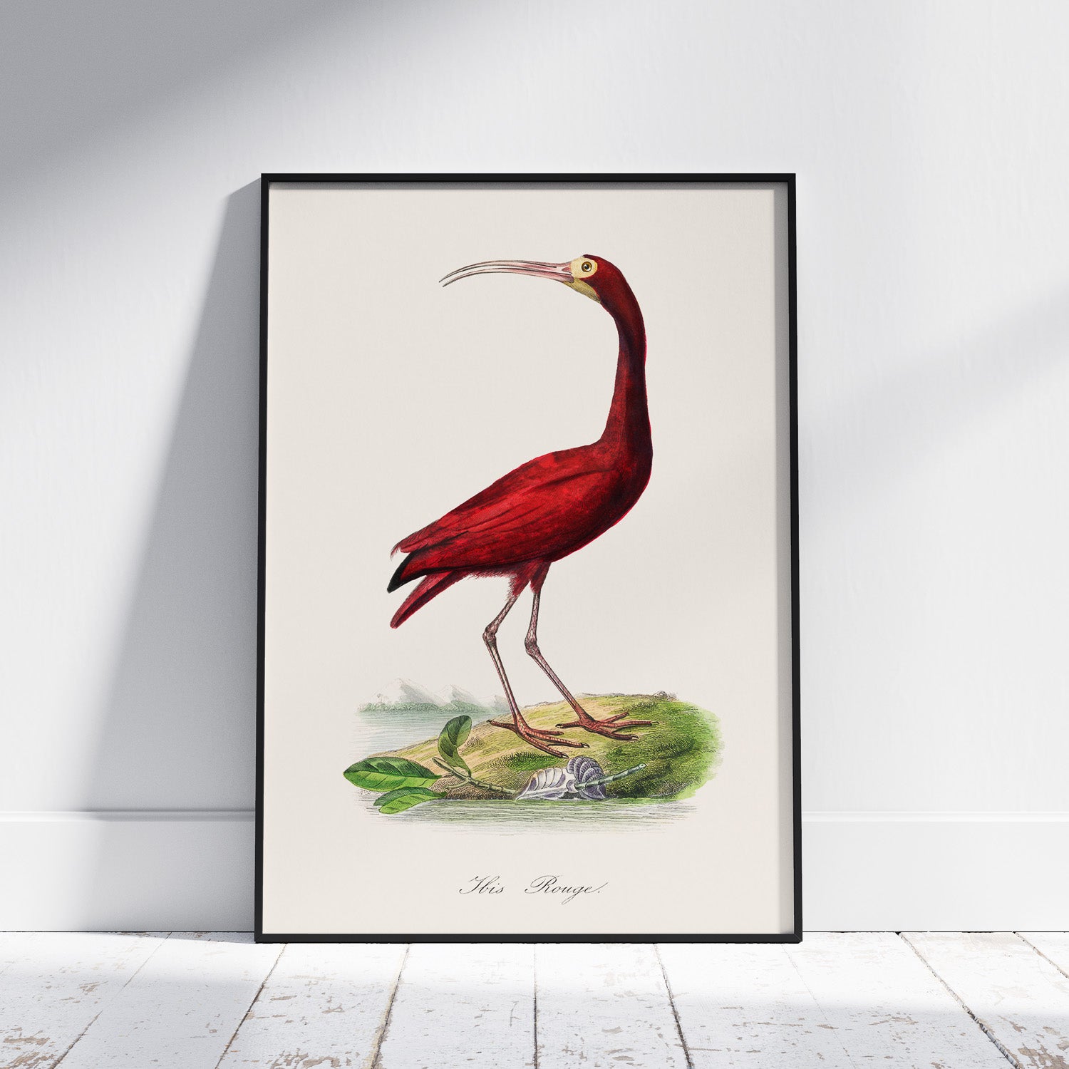 Tavla med en Röd ibis poster - Affisch och skolposter