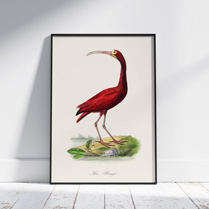 Tavla med en Röd ibis poster - Affisch och skolposter