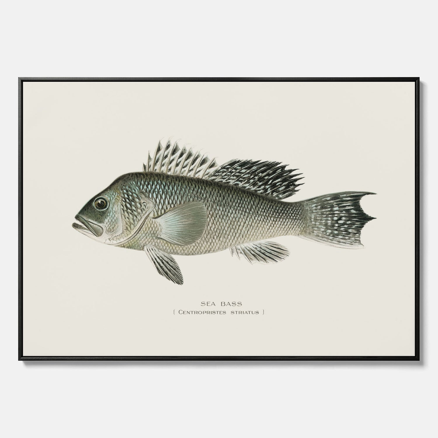 Kökstavla med Havsabborre poster – Canvas med fisk, fiskposter, tavla till kök, köksposter, poster till kök