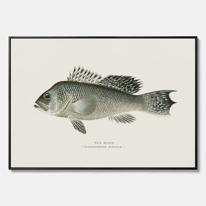 Kökstavla med Havsabborre poster – Canvas med fisk, fiskposter, tavla till kök, köksposter, poster till kök