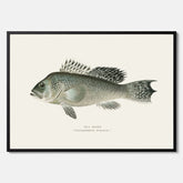 Kökstavla med Havsabborre poster – Plansch med fisk, fiskposter, tavla till kök, köksposter, poster till kök