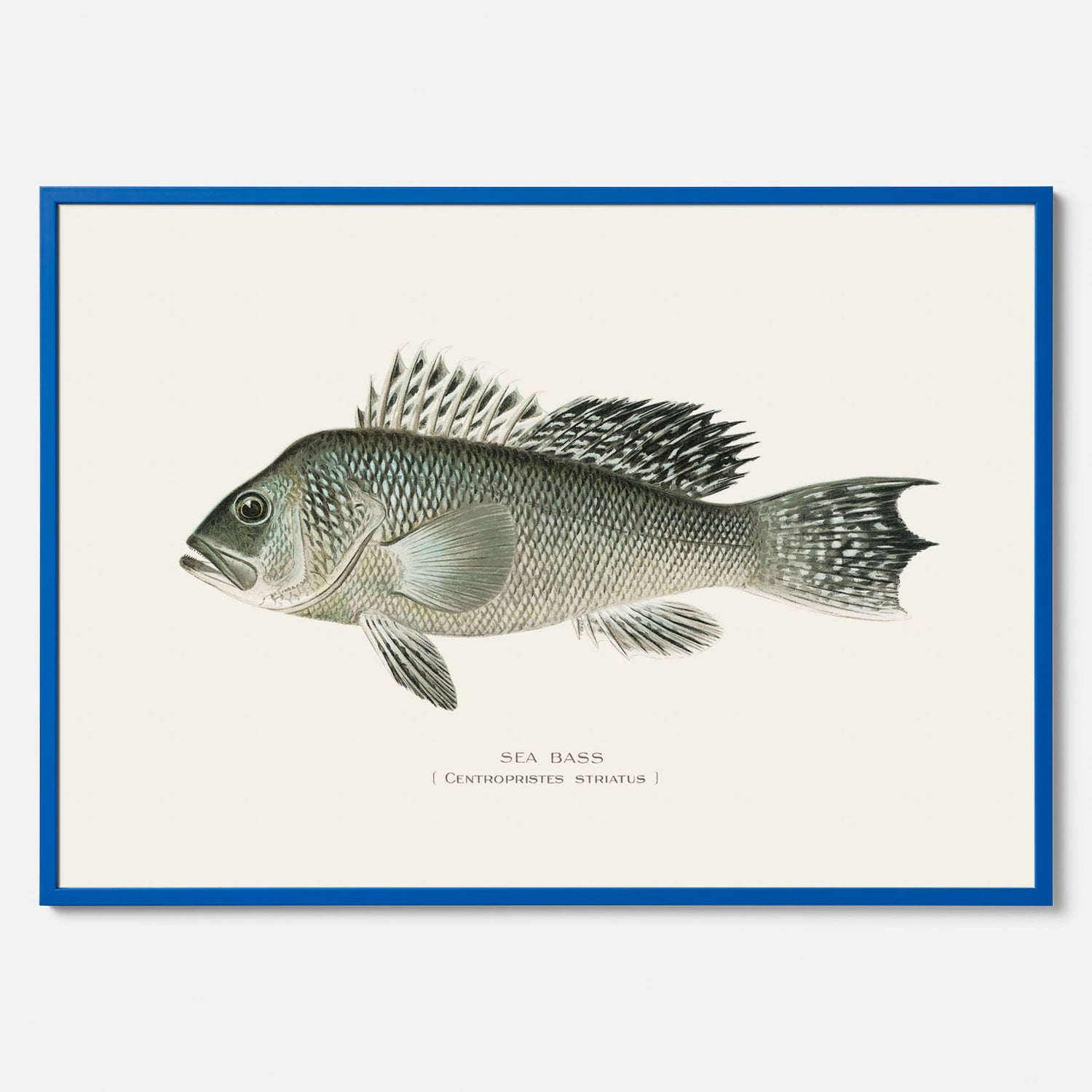 Kökstavla med Havsabborre poster – Plansch med fisk, fiskposter, tavla till kök, köksposter, poster till kök