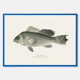 Kökstavla med Havsabborre poster – Plansch med fisk, fiskposter, tavla till kök, köksposter, poster till kök