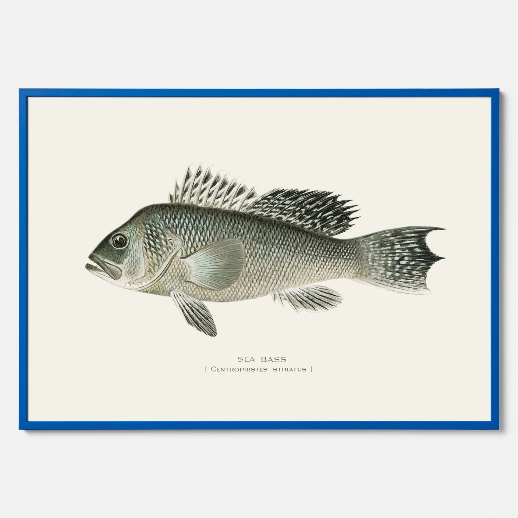 Kökstavla med Havsabborre poster – Plansch med fisk, fiskposter, tavla till kök, köksposter, poster till kök