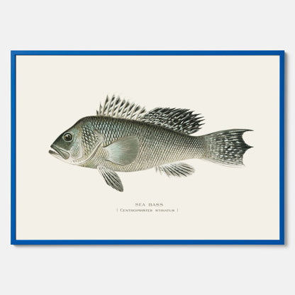 Kökstavla med Havsabborre poster – Plansch med fisk, fiskposter, tavla till kök, köksposter, poster till kök