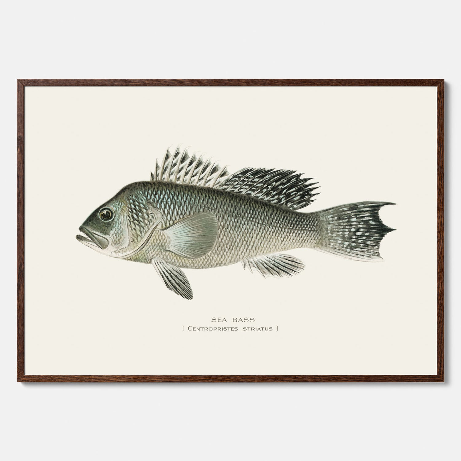 Kökstavla med Havsabborre poster – Plansch med fisk, fiskposter, tavla till kök, köksposter, poster till kök