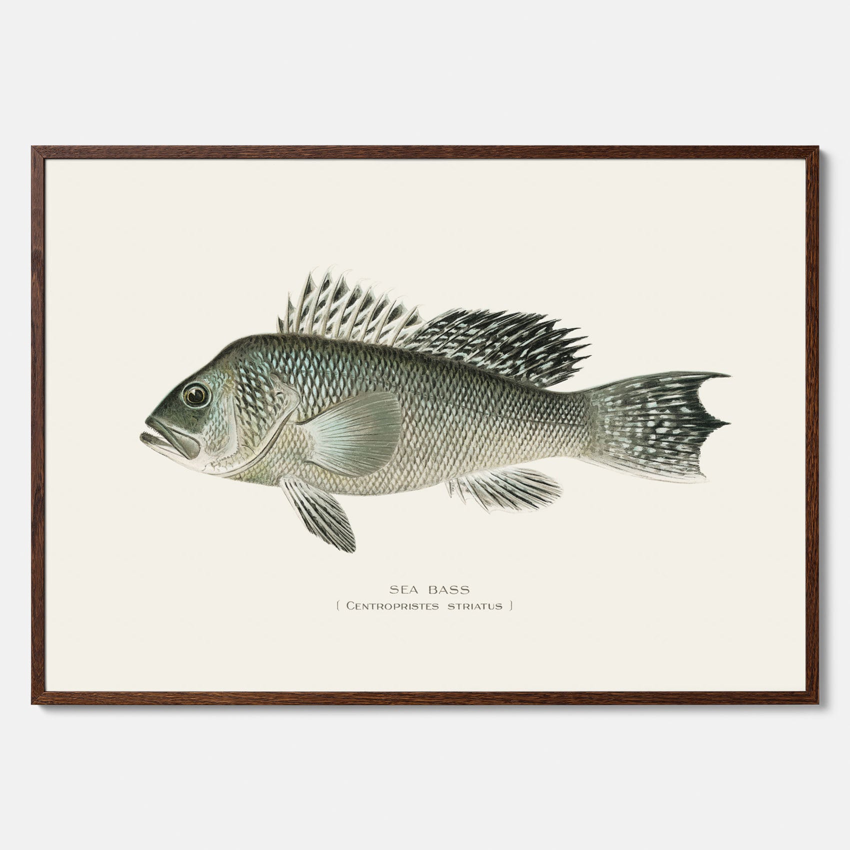 Kökstavla med Havsabborre poster – Plansch med fisk, fiskposter, tavla till kök, köksposter, poster till kök
