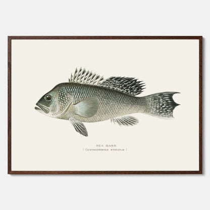 Kökstavla med Havsabborre poster – Plansch med fisk, fiskposter, tavla till kök, köksposter, poster till kök