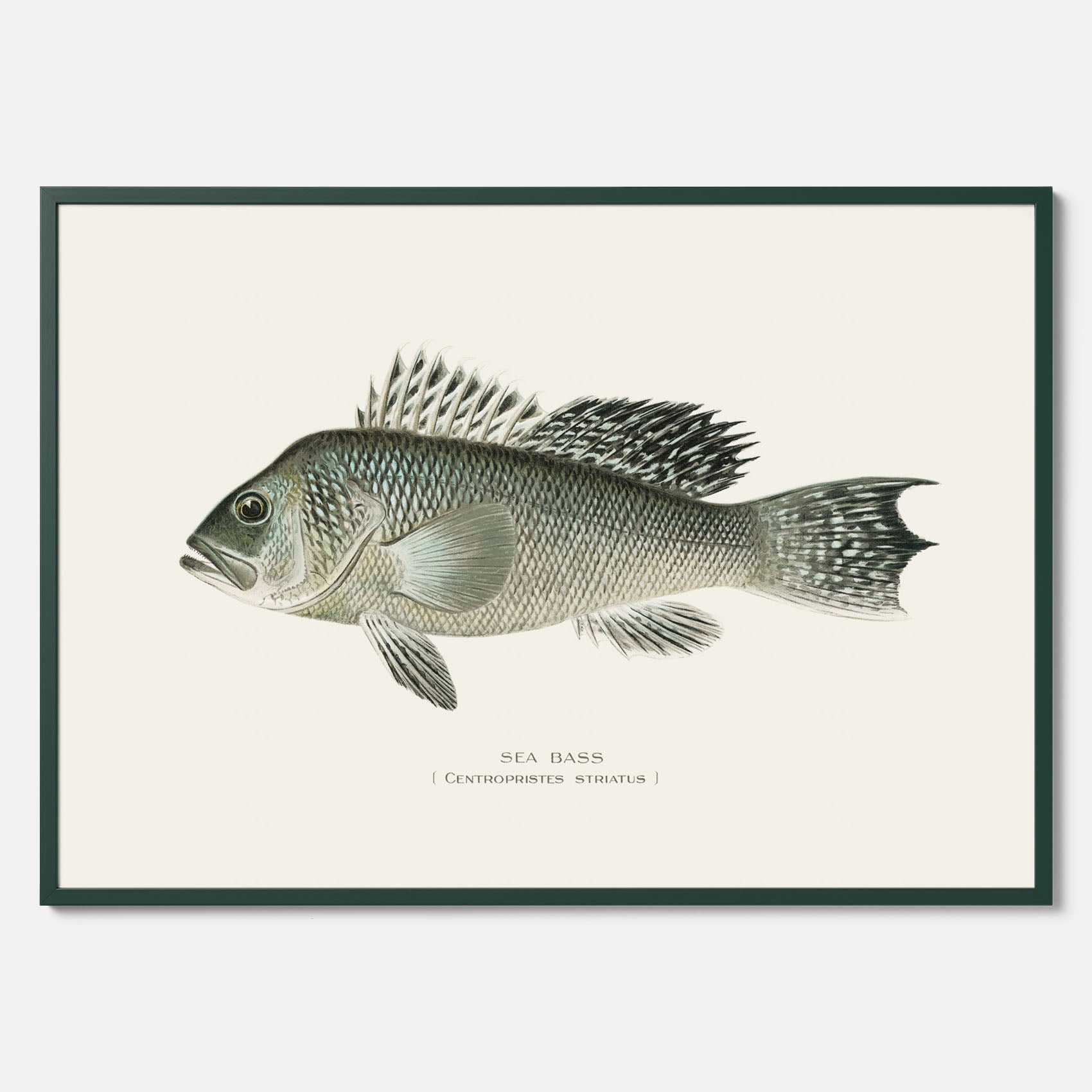 Kökstavla med Havsabborre poster – Plansch med fisk, fiskposter, tavla till kök, köksposter, poster till kök