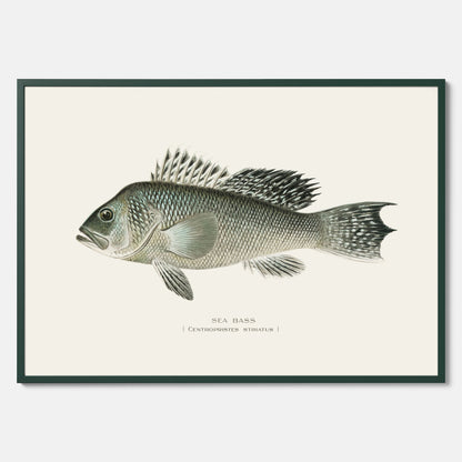 Kökstavla med Havsabborre poster – Plansch med fisk, fiskposter, tavla till kök, köksposter, poster till kök