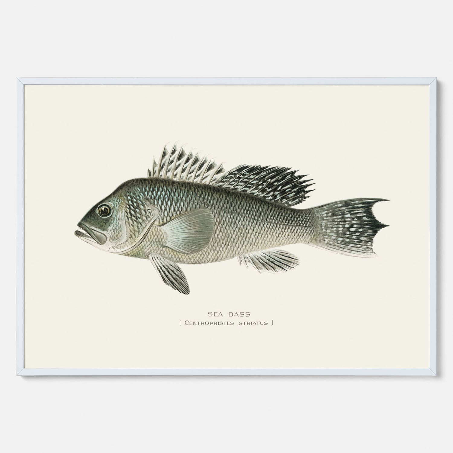 Kökstavla med Havsabborre poster – Plansch med fisk, fiskposter, tavla till kök, köksposter, poster till kök