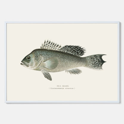 Kökstavla med Havsabborre poster – Plansch med fisk, fiskposter, tavla till kök, köksposter, poster till kök