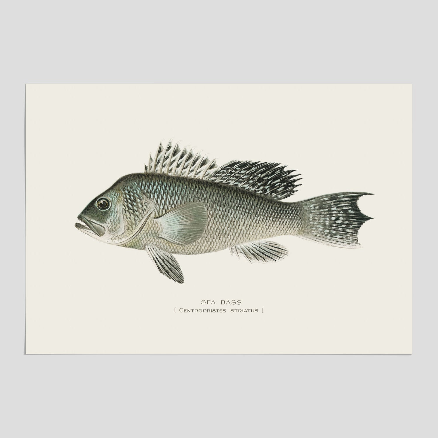 Kökstavla med Havsabborre poster – Plansch med fisk, fiskposter, tavla till kök, köksposter, poster till kök