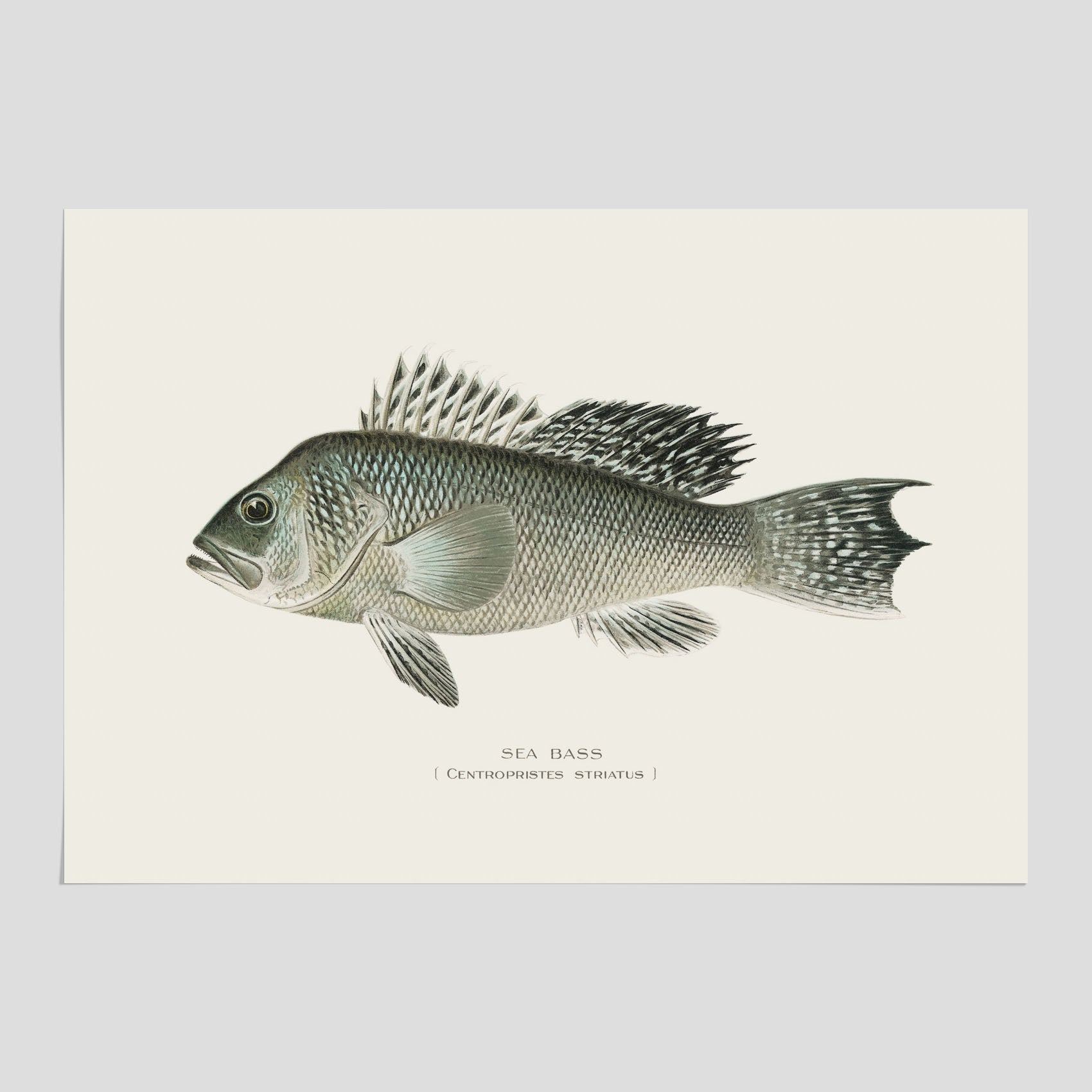 Kökstavla med Havsabborre poster – Plansch med fisk, fiskposter, tavla till kök, köksposter, poster till kök