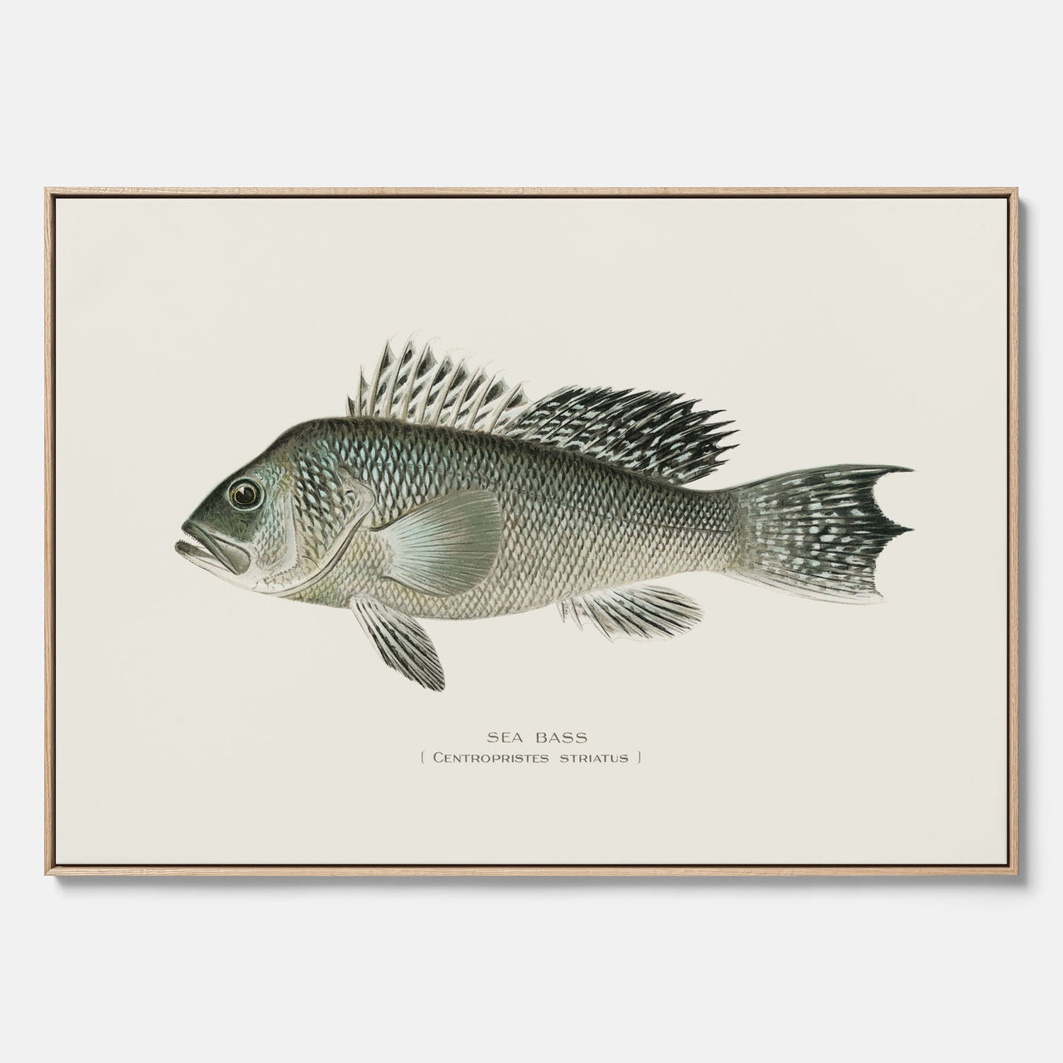 Kökstavla med Havsabborre poster – Canvas med fisk, fiskposter, tavla till kök, köksposter, poster till kök