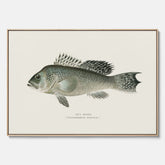 Kökstavla med Havsabborre poster – Canvas med fisk, fiskposter, tavla till kök, köksposter, poster till kök