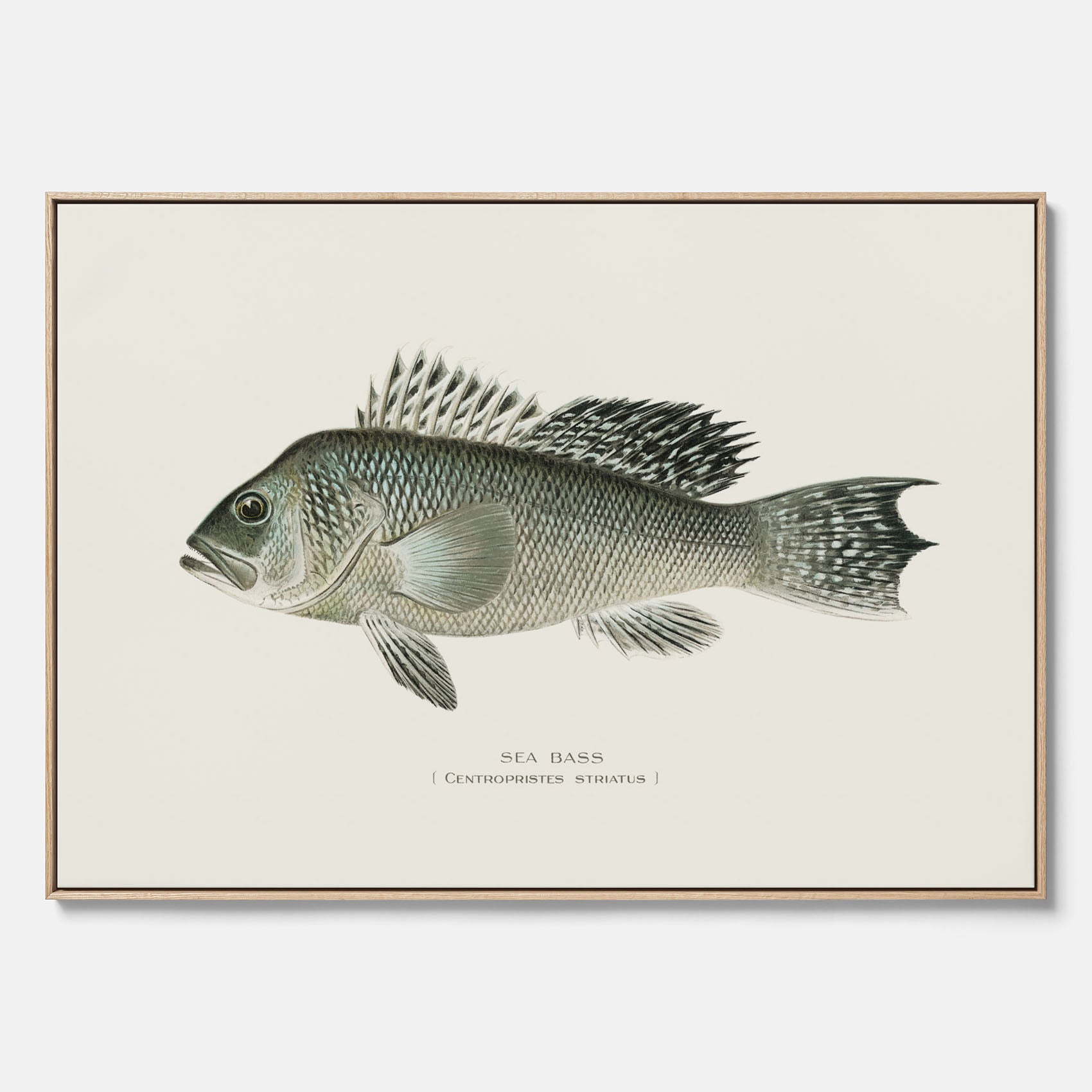 Kökstavla med Havsabborre poster – Canvas med fisk, fiskposter, tavla till kök, köksposter, poster till kök