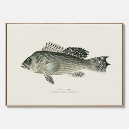 Kökstavla med Havsabborre poster – Canvas med fisk, fiskposter, tavla till kök, köksposter, poster till kök