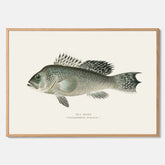 Kökstavla med Havsabborre poster – Plansch med fisk, fiskposter, tavla till kök, köksposter, poster till kök