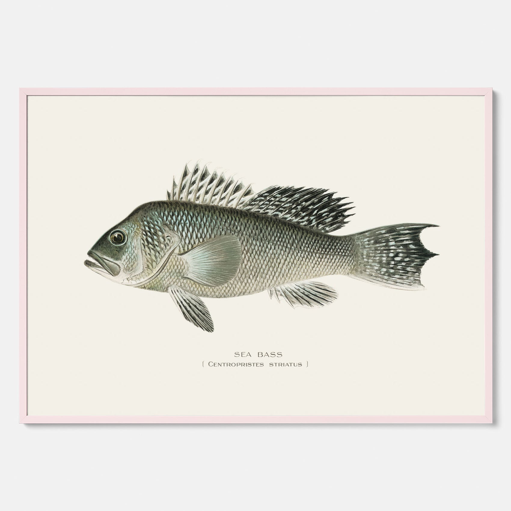 Kökstavla med Havsabborre poster – Plansch med fisk, fiskposter, tavla till kök, köksposter, poster till kök