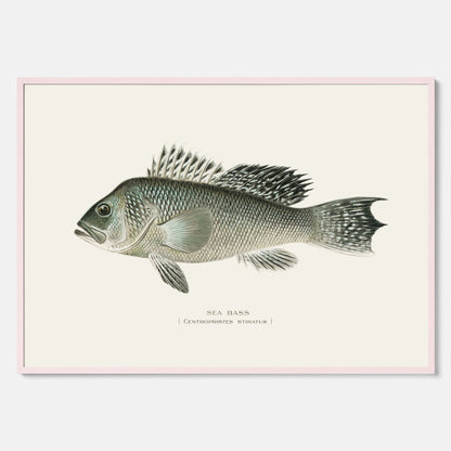 Kökstavla med Havsabborre poster – Plansch med fisk, fiskposter, tavla till kök, köksposter, poster till kök