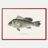 Kökstavla med Havsabborre poster – Plansch med fisk, fiskposter, tavla till kök, köksposter, poster till kök