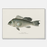 Kökstavla med Havsabborre poster – Canvas med fisk, fiskposter, tavla till kök, köksposter, poster till kök