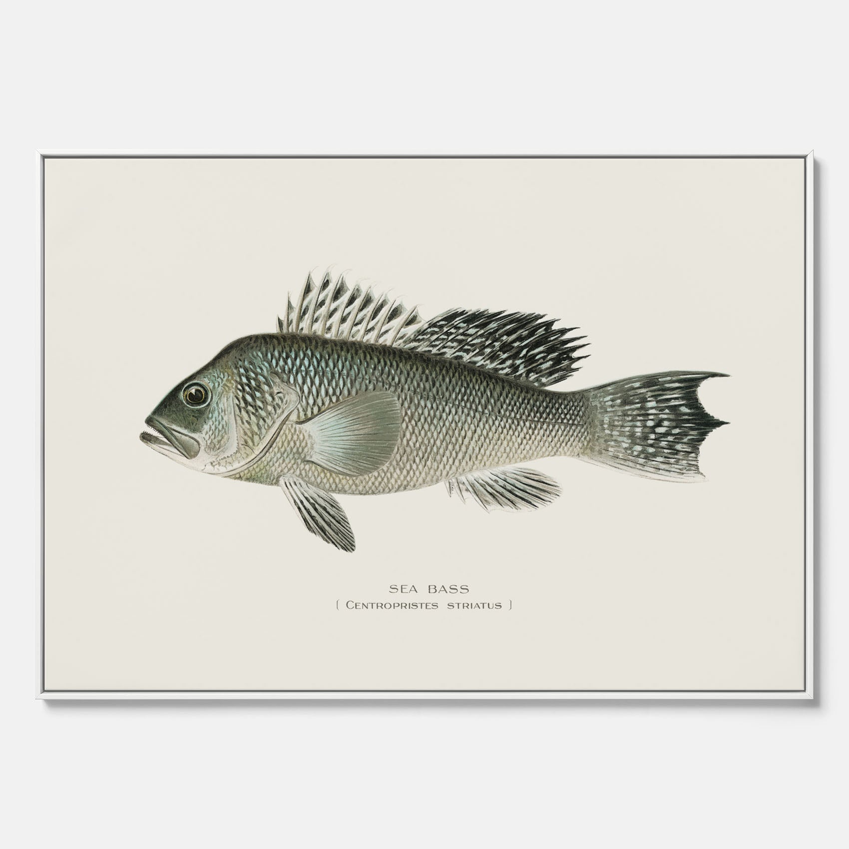 Kökstavla med Havsabborre poster – Canvas med fisk, fiskposter, tavla till kök, köksposter, poster till kök