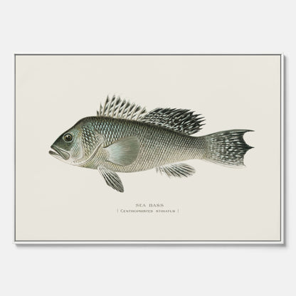 Kökstavla med Havsabborre poster – Canvas med fisk, fiskposter, tavla till kök, köksposter, poster till kök