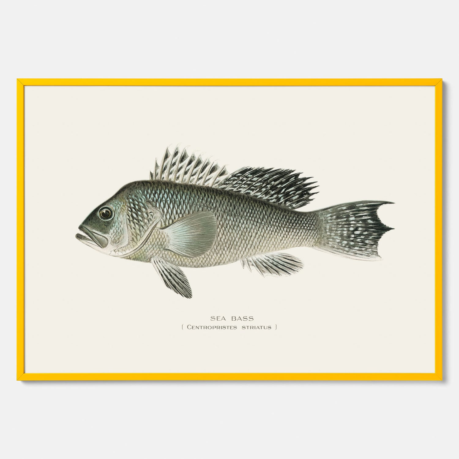 Kökstavla med Havsabborre poster – Plansch med fisk, fiskposter, tavla till kök, köksposter, poster till kök