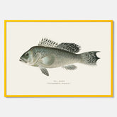 Kökstavla med Havsabborre poster – Plansch med fisk, fiskposter, tavla till kök, köksposter, poster till kök