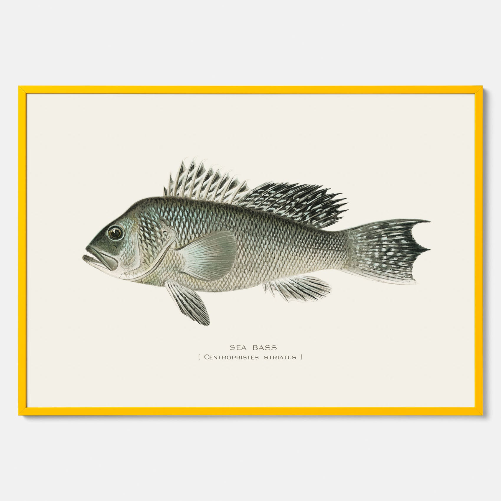 Kökstavla med Havsabborre poster – Plansch med fisk, fiskposter, tavla till kök, köksposter, poster till kök