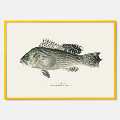 Kökstavla med Havsabborre poster – Plansch med fisk, fiskposter, tavla till kök, köksposter, poster till kök