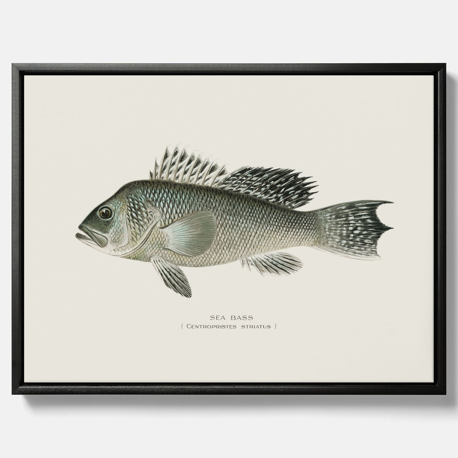 Kökstavla med Havsabborre poster – Canvas med fisk, fiskposter, tavla till kök, köksposter, poster till kök