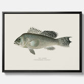 Kökstavla med Havsabborre poster – Canvas med fisk, fiskposter, tavla till kök, köksposter, poster till kök