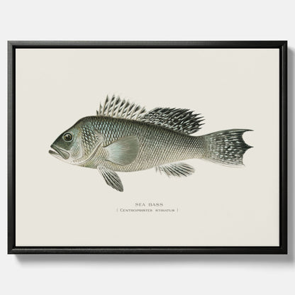 Kökstavla med Havsabborre poster – Canvas med fisk, fiskposter, tavla till kök, köksposter, poster till kök