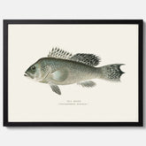 Kökstavla med Havsabborre poster – Plansch med fisk, fiskposter, tavla till kök, köksposter, poster till kök