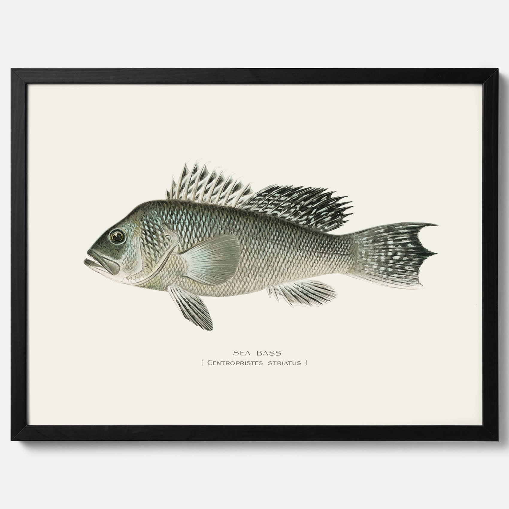 Kökstavla med Havsabborre poster – Plansch med fisk, fiskposter, tavla till kök, köksposter, poster till kök