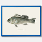 Kökstavla med Havsabborre poster – Plansch med fisk, fiskposter, tavla till kök, köksposter, poster till kök