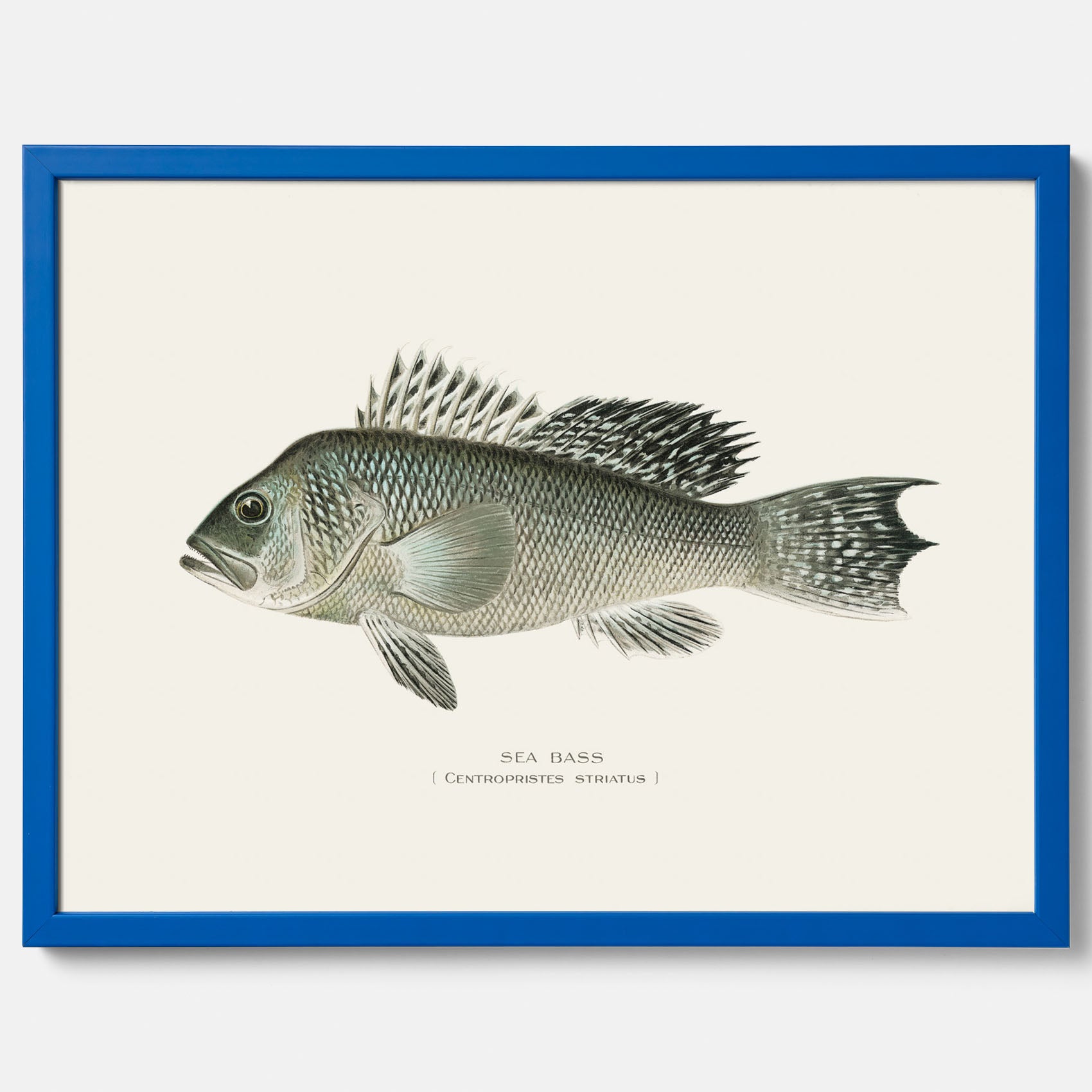 Kökstavla med Havsabborre poster – Plansch med fisk, fiskposter, tavla till kök, köksposter, poster till kök