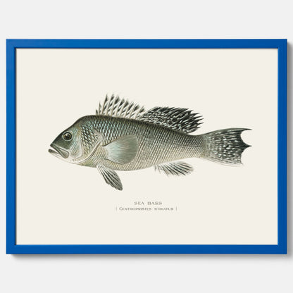 Kökstavla med Havsabborre poster – Plansch med fisk, fiskposter, tavla till kök, köksposter, poster till kök