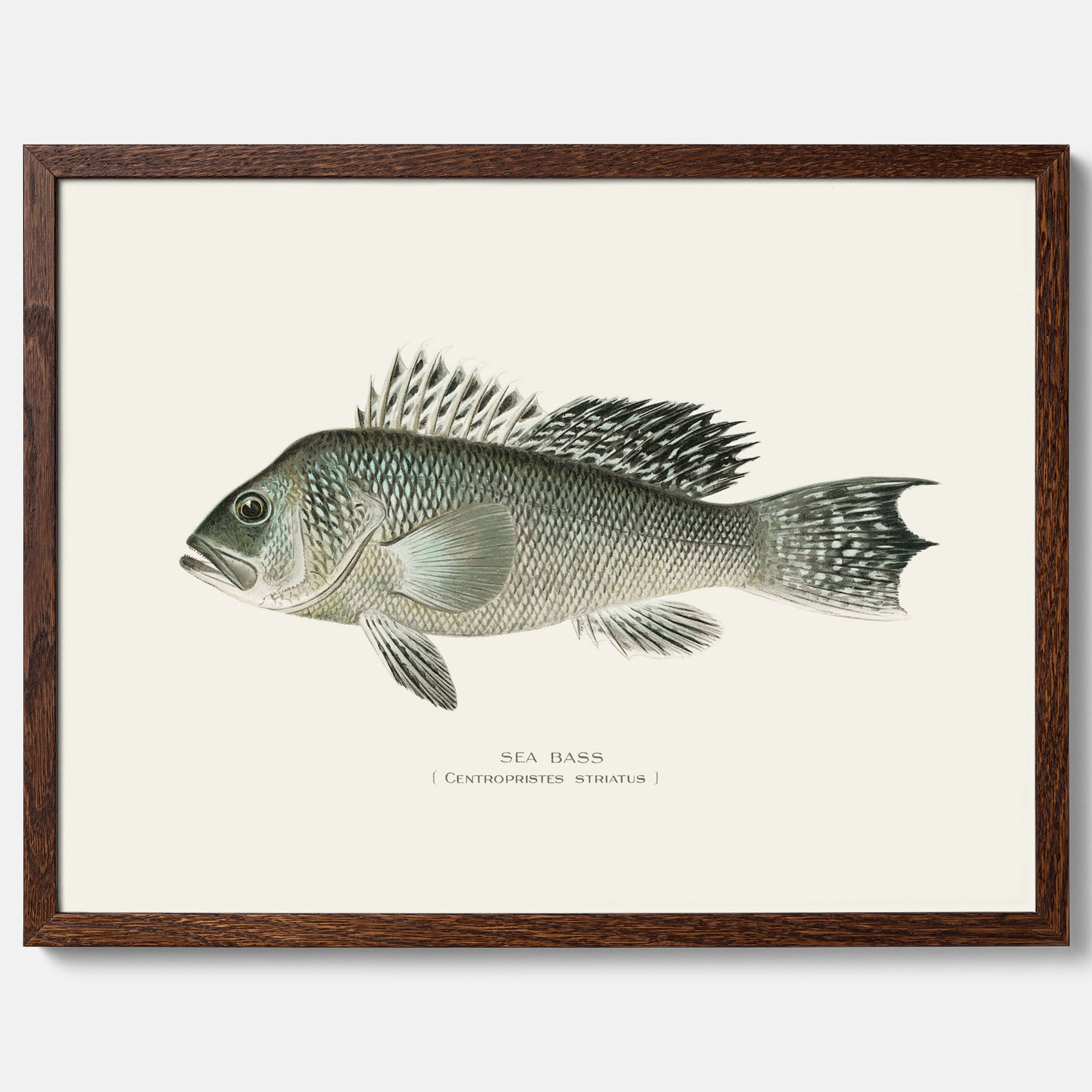 Kökstavla med Havsabborre poster – Plansch med fisk, fiskposter, tavla till kök, köksposter, poster till kök