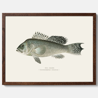Kökstavla med Havsabborre poster – Plansch med fisk, fiskposter, tavla till kök, köksposter, poster till kök
