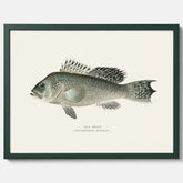 Kökstavla med Havsabborre poster – Plansch med fisk, fiskposter, tavla till kök, köksposter, poster till kök