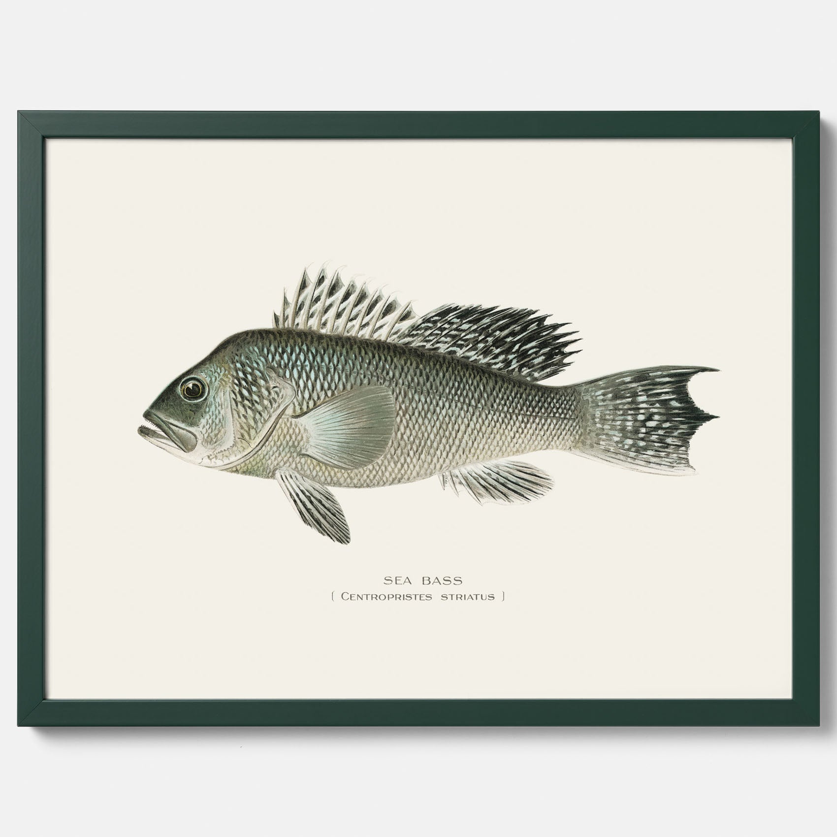 Kökstavla med Havsabborre poster – Plansch med fisk, fiskposter, tavla till kök, köksposter, poster till kök