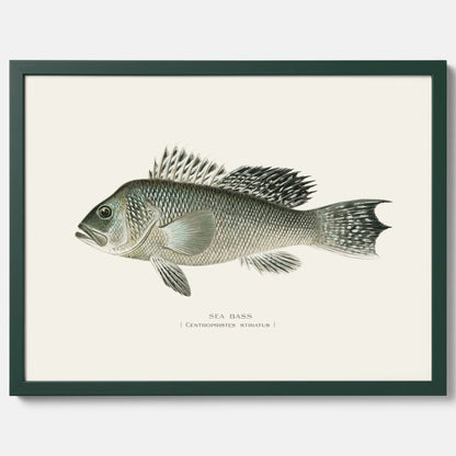 Kökstavla med Havsabborre poster – Plansch med fisk, fiskposter, tavla till kök, köksposter, poster till kök